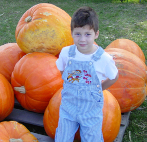 Pumpkin Patch in Feura Bush 2001
